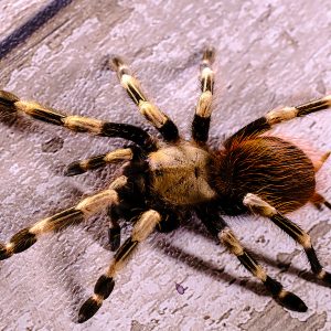 Vitalius chromatus Mature Male ♂ 11/25