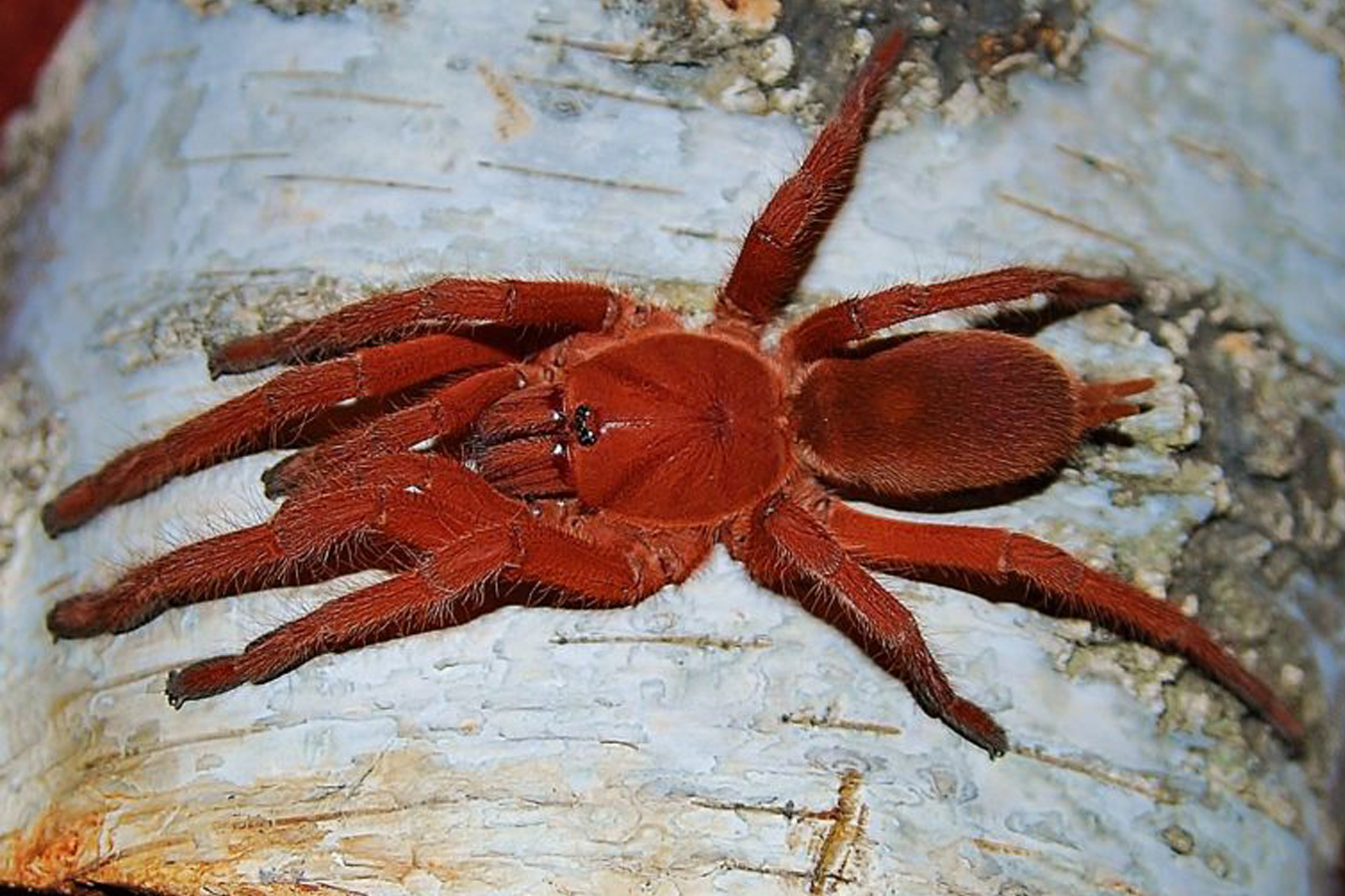 Selenobrachys philippinus 1cm x5