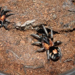 Cyriocosmus elegans 1cm