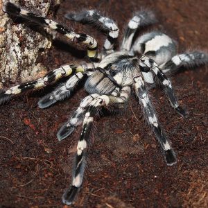 Poecilotheria regalis 2-3cm