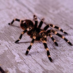 Acanthoscurria geniculata 0.5-1cm