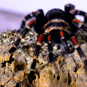 Brachypelma auratum 1cm