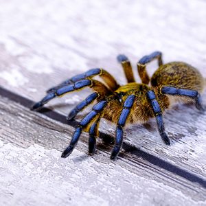 Harpactira pulchripes 1-2cm