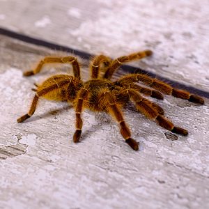 Aspinochilus rufus 1-2cm