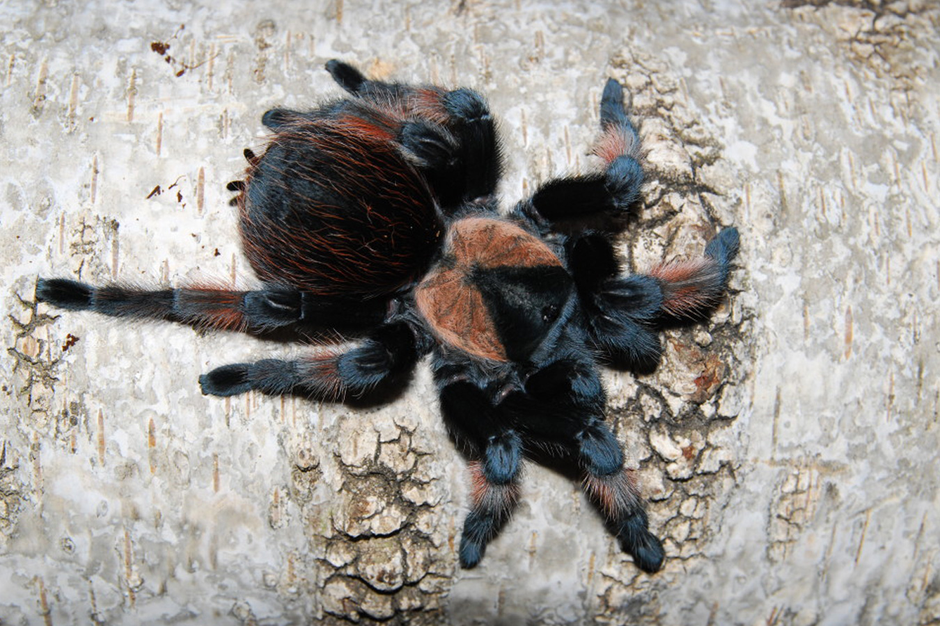 Brachypelma emilia 6cm Female♀