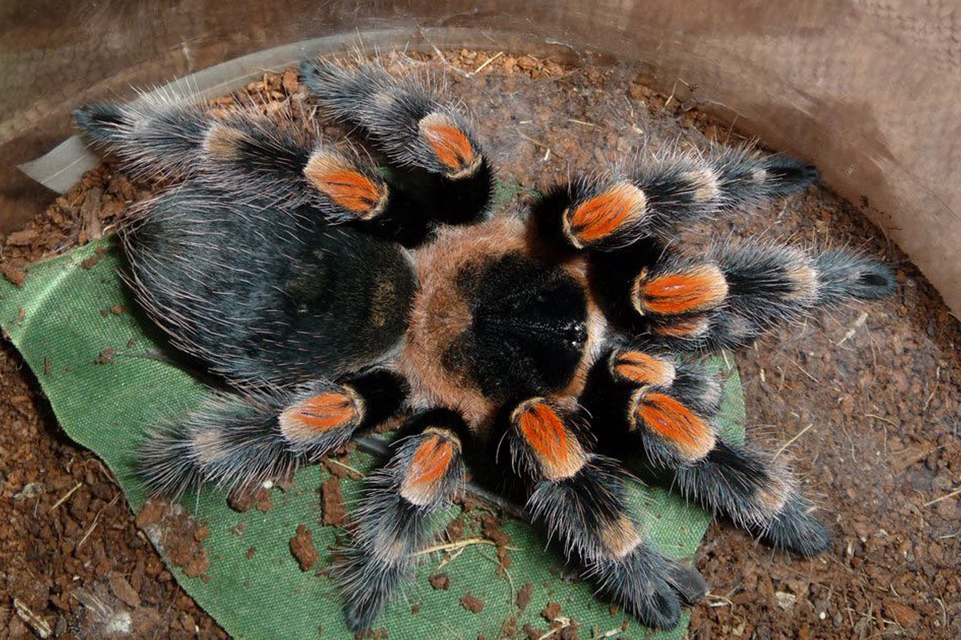 Brachypelma hamorii 1-2cm