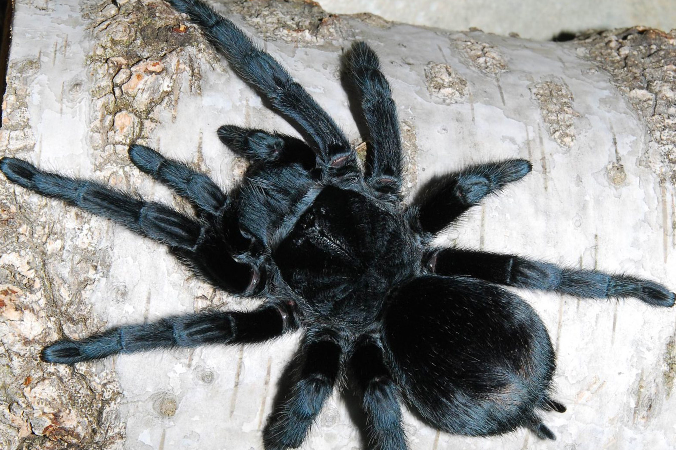 Grammostola pulchra 3cm