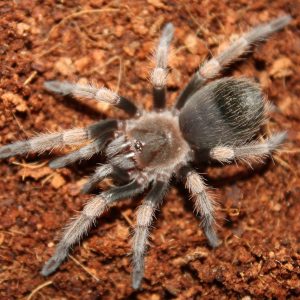Brachypelma hamorii 3cm