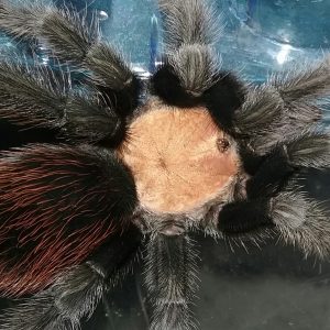 Brachypelma albiceps 0.5-1cm