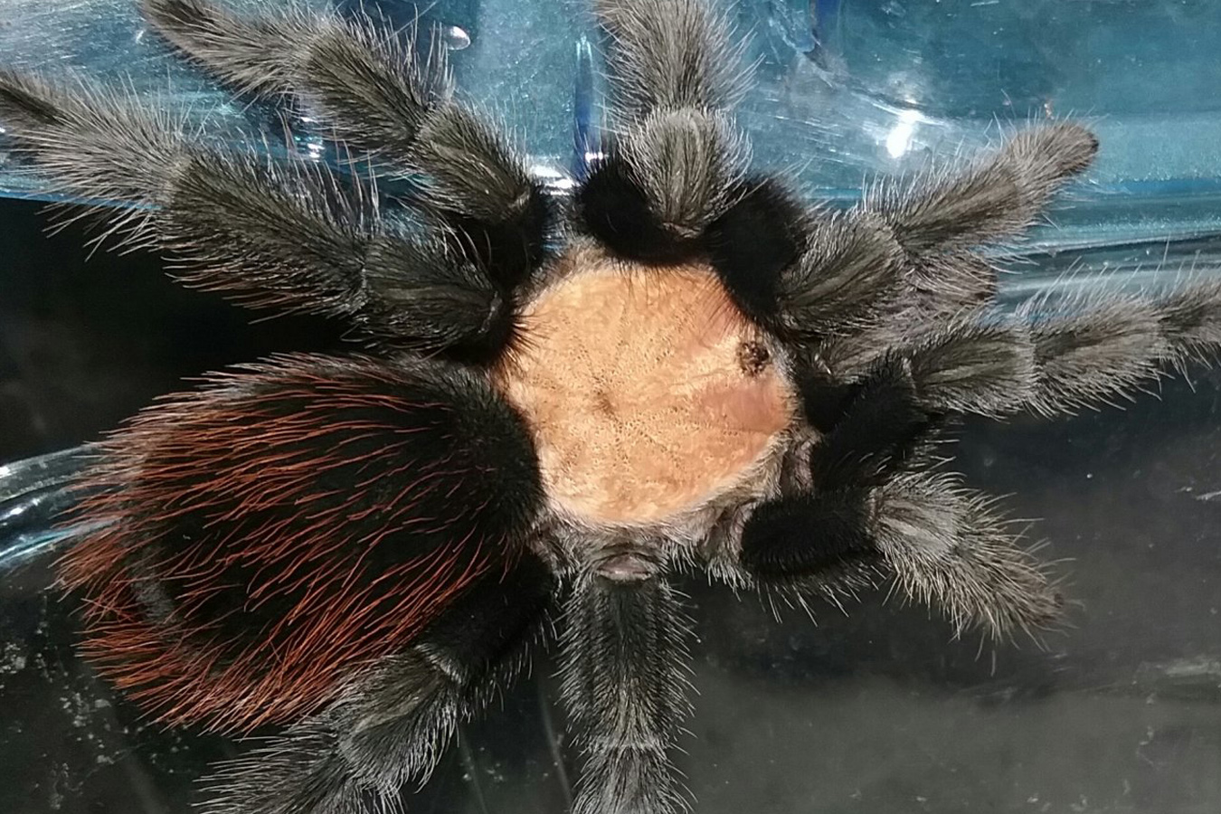 Brachypelma albiceps 0.5-1cm