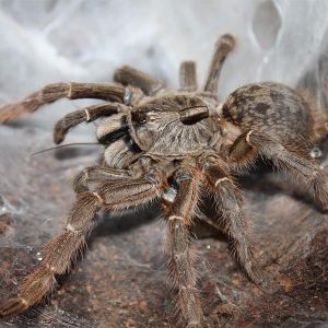 Ceratogyrus darlingi Sub Adult Female ♀