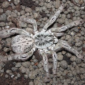 Heteroscodra maculata 1cm