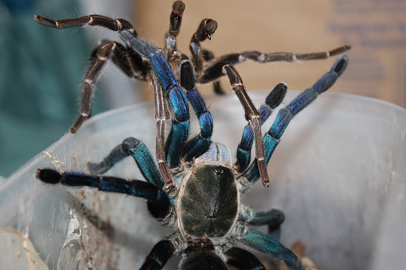 Cobalt Blue Tarantula (Cyriopagopus lividus) for Sale
