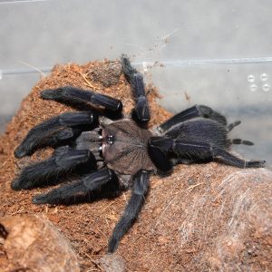 Orphnaecus sp. "Quezon Blue" 1cm