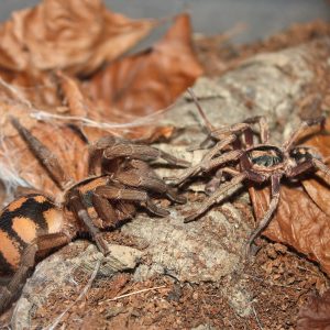 Hapalopus formosus 0.5cm