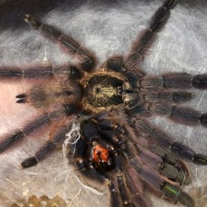 Tapinauchenius rasti 1-2cm