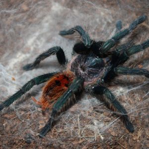 Chromatopelma cyaneopubescens 2-3cm