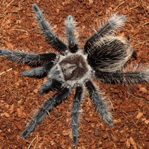 Tliltocatl albopilosus "Nicaragua" 2-3cm