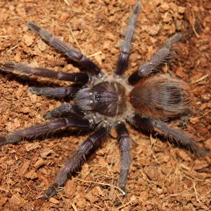 Lasiocyano sazimai 3-4cm
