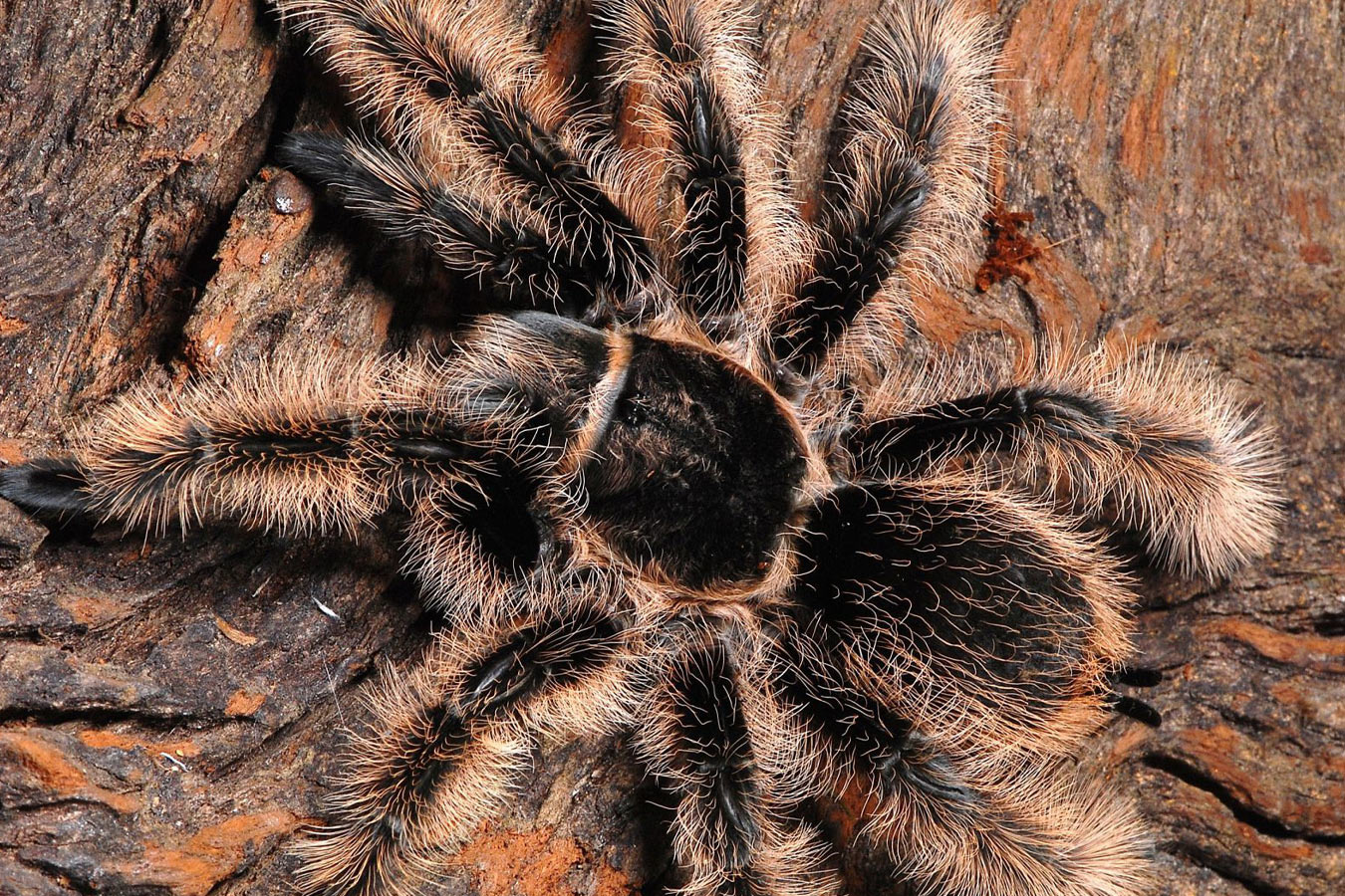 Tliltocatl albopilosus “Nicaragua” 2-3cm