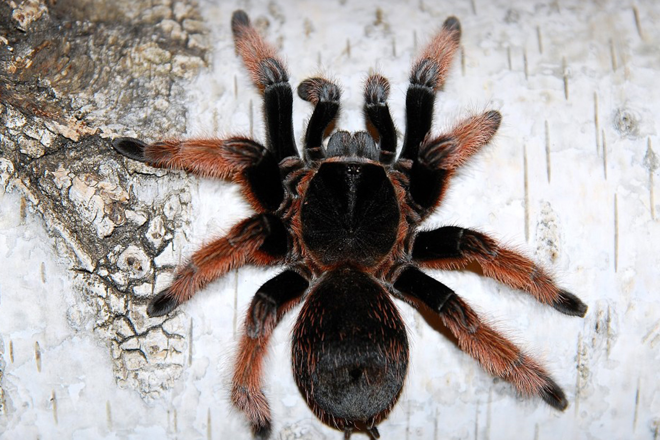 Brachypelma klaasi 2cm