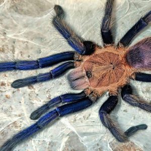 Chilobrachys sp. "South Thailand Blue" 2cm