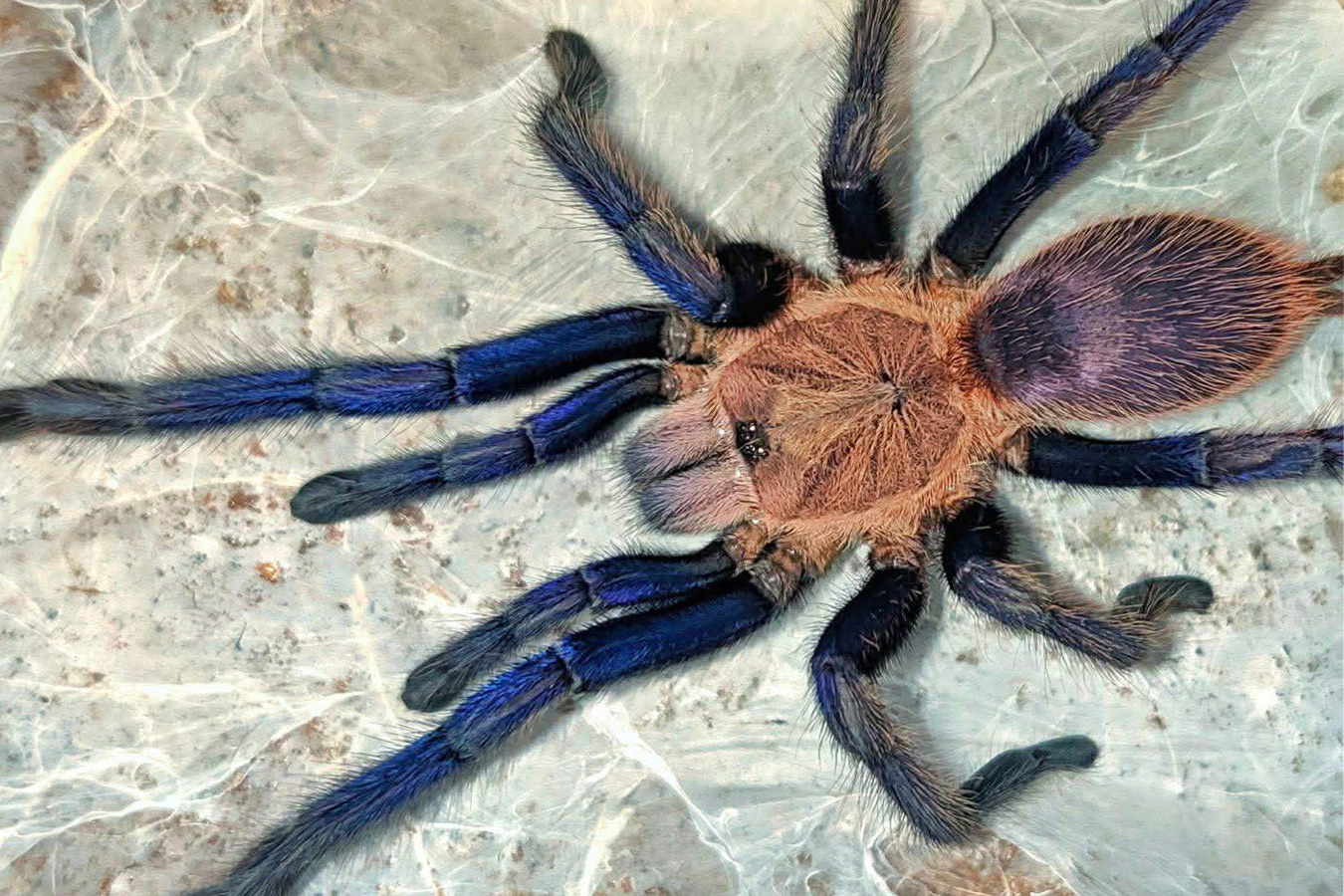 Chilobrachys sp. “South Thailand Blue” 2cm