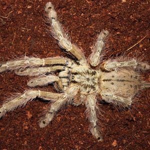 Stromatopelma calceatum 1cm