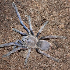 Chilobrachys sp. "Vietnam Blue" 1cm