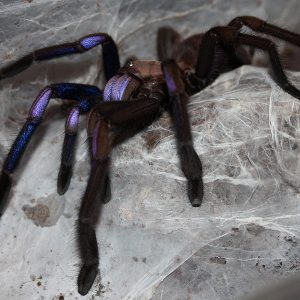 Chilobrachys natanicharum 8-10cm Female ♀