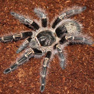 Grammostola pulchripes 1-2cm x5