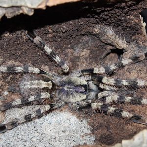 Poecilotheria formosa 10cm