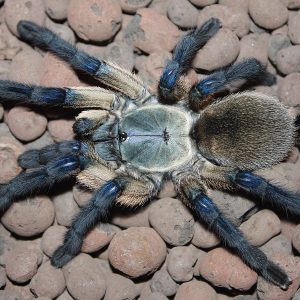 Monocentropus balfouri 8-10cm Female ♀