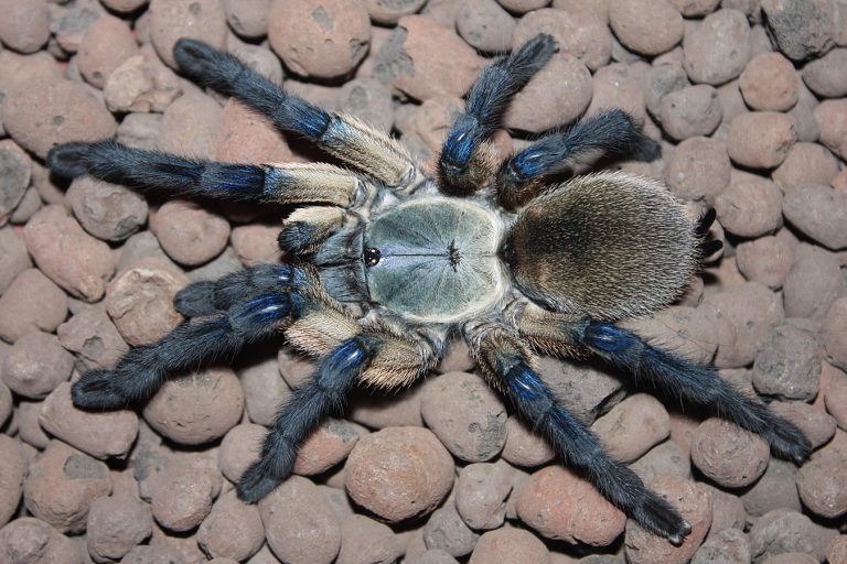 Bulk Discount spaspiders.co.uk