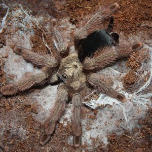 Psalmopoeus pulcher 1-2cm x5