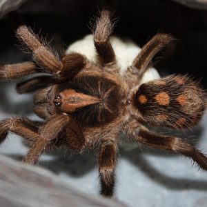 Hapalopus sp. Colombia “small” 1cm