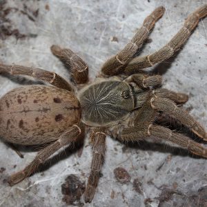 Pterinochilus lugardi 4-5cm