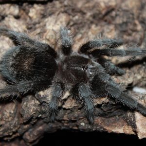 Grammostola pulchra 2-3cm
