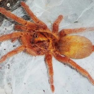 Neoholothele incei (Gold) 4cm