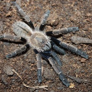Ornithoctonus aureotibialis 7-8cm