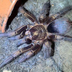 Phormictopus auratus 2-3cm