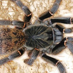 Pterinochilus chordatus Mature Male ♂ 11/25