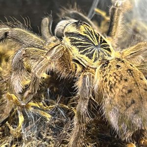Augacephalus ezendami 1-2cm