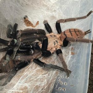 Chilobrachys fimbriatus 4cm