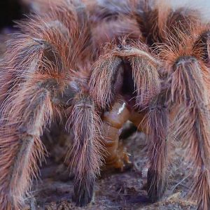 Nhandu tripepii 5-6cm