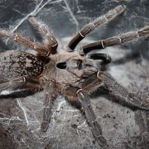 Ceratogyrus sanderi 2-3cm