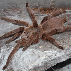 Chilobrachys huahini 4-5cm