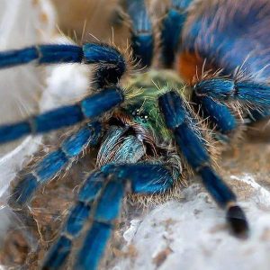 Dolichothele diamantinensis 1cm