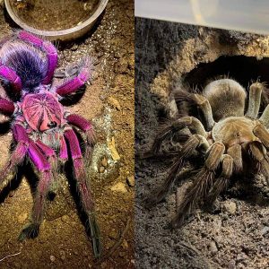 Pamphobeteus sp. "Machala" 4cm