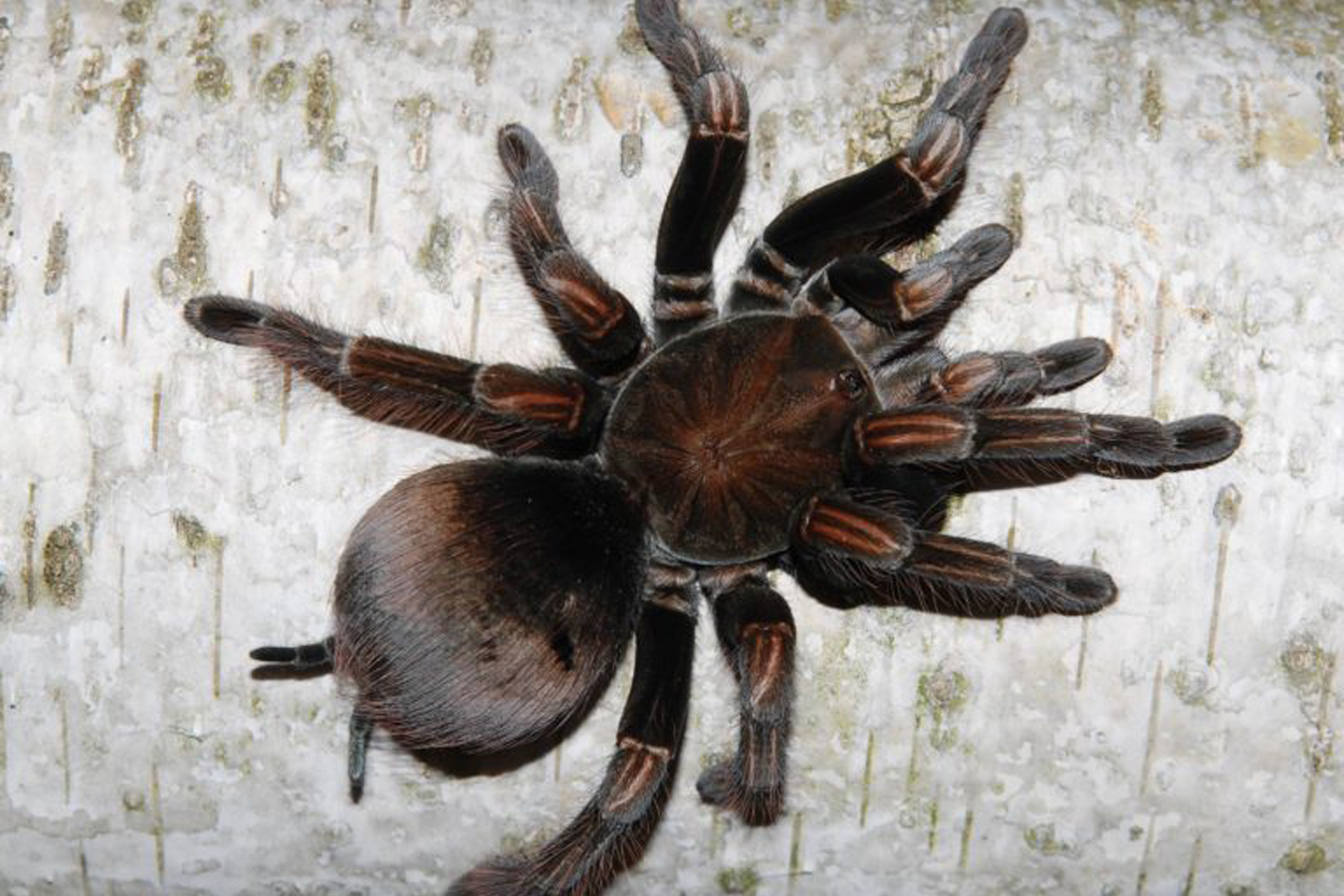 Pamphobeteus sp. “Platyomma” 3cm